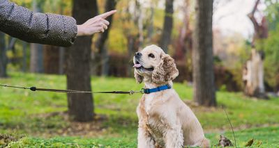 Survey shows ethical views inform owner training preferences